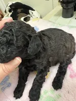 MP Green AKC, a male Poodle - Toy  for sale in Benson, NC – 3 of 4