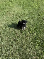 CP AKC Toy Pink, a female Miniature Schnauzer for sale in Benson, NC – 5 of 8