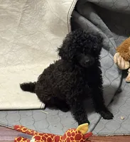 MP Blue AKC, a male Poodle - Toy  for sale in Benson, NC – 5 of 9