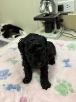 MP Green AKC, a male Poodle - Toy  for sale in Benson, NC – 4 of 4