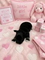 CP AKC Toy Pink, a female Miniature Schnauzer for sale in Benson, NC – 2 of 3
