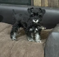 CP AKC Toy Pink, a female Miniature Schnauzer for sale in Benson, NC – 3 of 8
