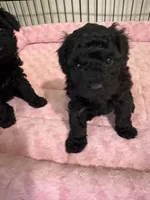 MP Green AKC, a male Poodle - Toy  for sale in Benson, NC – 2 of 4