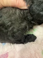MP Blue AKC, a male Poodle - Toy  for sale in Benson, NC – 4 of 4