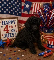 MP Blue AKC, a male Poodle - Toy  for sale in Benson, NC – 1 of 9