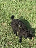 MP Blue AKC, a male Poodle - Toy  for sale in Benson, NC – 4 of 9