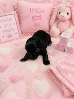 CP AKC Toy Purple, a female Miniature Schnauzer for sale in Benson, NC – 2 of 3