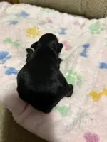 CP AKC Toy Pink, a female Miniature Schnauzer for sale in Benson, NC – 3 of 3