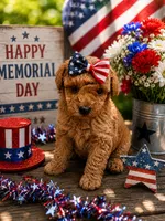 MP1 AKC, a female Poodle - Toy  for sale in Benson, NC – 1 of 4