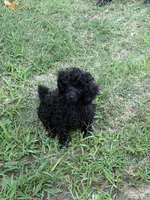 MP Green AKC, a male Poodle - Toy  for sale in Benson, NC – 4 of 8