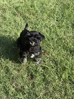 CP AKC Toy Pink, a female Miniature Schnauzer for sale in Benson, NC – 4 of 8