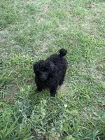MP Green AKC, a male Poodle - Toy  for sale in Benson, NC – 2 of 8
