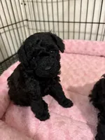 MP Blue AKC, a male Poodle - Toy  for sale in Benson, NC – 3 of 4