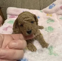 MP1 AKC, a female Poodle - Toy  for sale in Benson, NC – 2 of 4