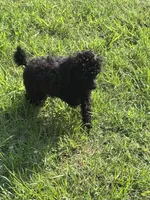 MP Blue AKC, a male Poodle - Toy  for sale in Benson, NC – 2 of 9
