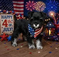 CP AKC Toy Pink, a female Miniature Schnauzer for sale in Benson, NC – 1 of 8