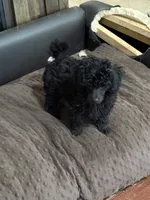 MP Green AKC, a male Poodle - Toy  for sale in Benson, NC – 3 of 8
