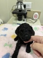 MP Blue AKC, a male Poodle - Toy  for sale in Benson, NC – 2 of 4