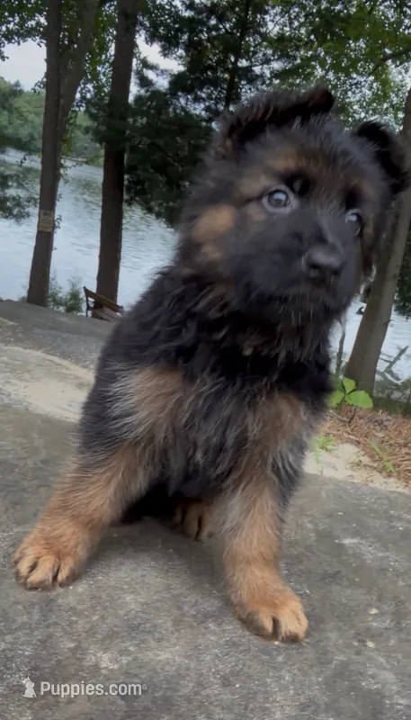White – German Shepherd Dog puppy for sale in Medford, NJ