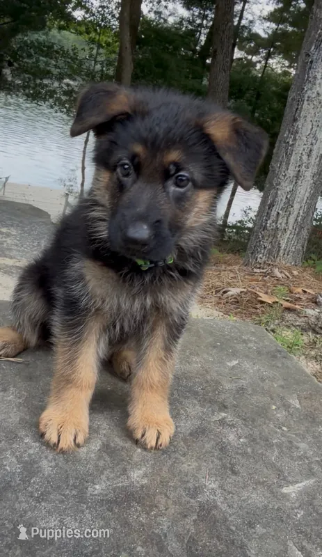 Green – German Shepherd Dog puppy for sale in Medford, NJ