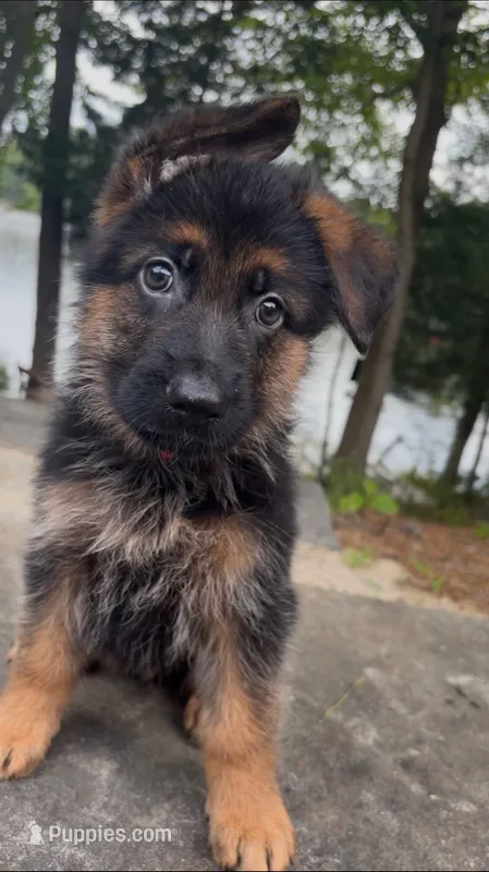 Red – German Shepherd Dog puppy for sale in Medford, NJ