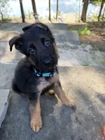 Bluey, a male German Shepherd Dog for sale in Medford, NJ – 1 of 1