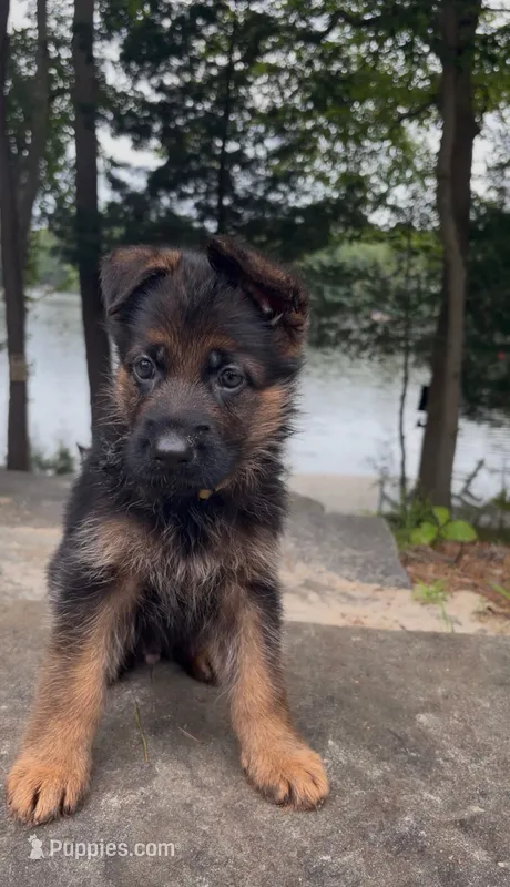 Yellow – German Shepherd Dog puppy for sale in Medford, NJ