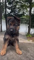 Yellow, a male German Shepherd Dog for sale in Medford, NJ – 1 of 1