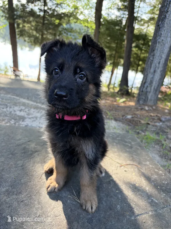 Pink – German Shepherd Dog puppy for sale in Medford, NJ