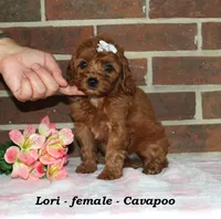 Lori, a female Cavapoo for sale in Clarkrange, TN – 1 of 6