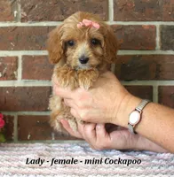 Lady, a female Cockapoo for sale in Clarkrange, TN – 2 of 6