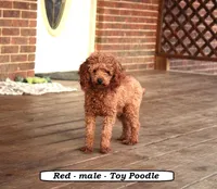 Teddy, a male Cockapoo for sale in Clarkrange, TN – 5 of 6