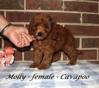 Molly, a female Cavapoo for sale in Clarkrange, TN – 2 of 3