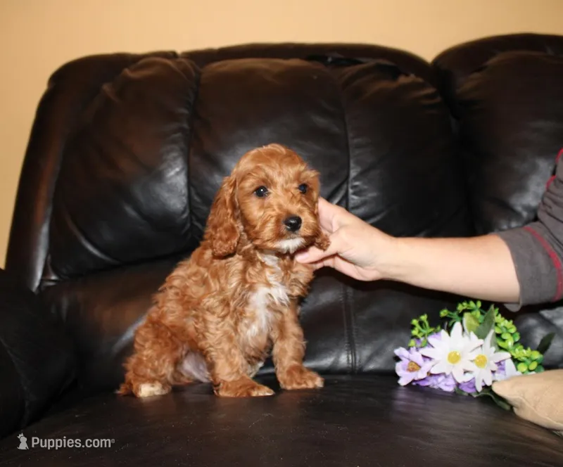 Twix, a male Cockapoo for sale in Clarkrange, TN – Photo 1 of 10