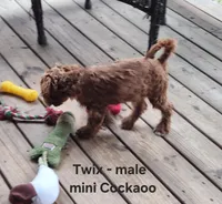 Twix, a male Cockapoo for sale in Clarkrange, TN – Photo 7 of 10