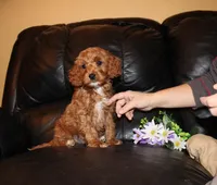 Twix, a male Cockapoo for sale in Clarkrange, TN – Photo 2 of 10