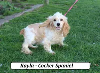 Twix, a male Cockapoo for sale in Clarkrange, TN – Photo 9 of 10