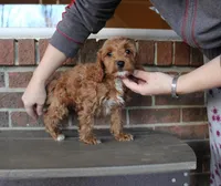 Twix, a male Cockapoo for sale in Clarkrange, TN – Photo 3 of 10