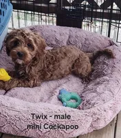 Twix, a male Cockapoo for sale in Clarkrange, TN – Photo 8 of 10