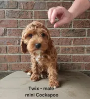 Twix, a male Cockapoo for sale in Clarkrange, TN – Photo 5 of 10