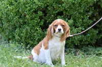 Patty, a female Cavapoo for sale in Clarkrange, TN – 5 of 6