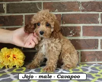 Jojo, a male Cavapoo for sale in Clarkrange, TN – 4 of 6