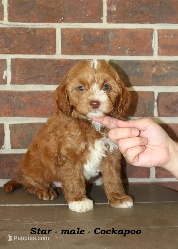 Star – Cockapoo puppy for sale in Clarkrange, TN