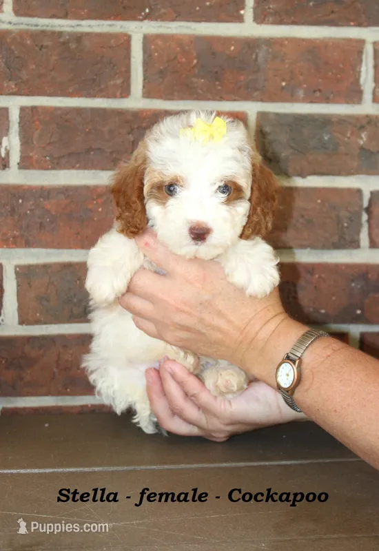 Stella – Cockapoo puppy for sale in Clarkrange, TN