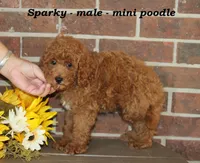 Sparky, a male Poodle - Toy  for sale in Clarkrange, TN – 2 of 6