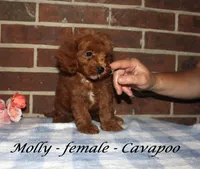 Molly, a female Cavapoo for sale in Clarkrange, TN – 3 of 3