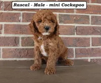 Rascal, a male Cockapoo for sale in Clarkrange, TN – Photo 3 of 5