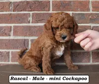 Rascal, a male Cockapoo for sale in Clarkrange, TN – Photo 1 of 5