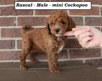 Rascal, a male Cockapoo for sale in Clarkrange, TN – Photo 2 of 5