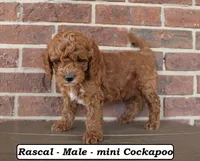 Rascal, a male Cockapoo for sale in Clarkrange, TN – Photo 4 of 5